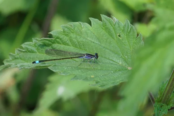 Detaillierte Nahaufnahme Einer Blauschwanzlibelle Ischnura Elegans Sitzt Auf Einem Grünen — Stockfoto