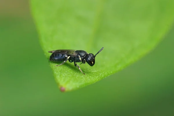 Gros Plan Sur Une Petite Femelle Noire Abeille Face Jaune — Photo