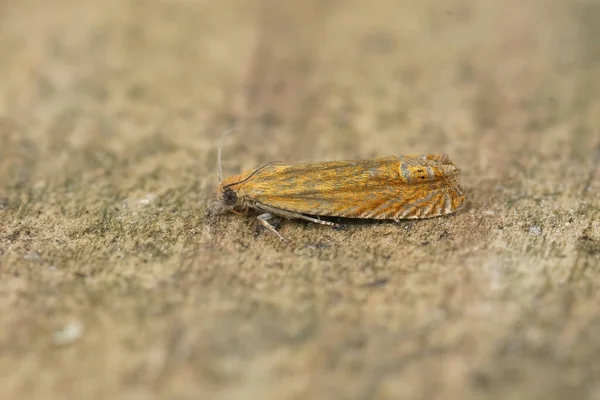 Zbliżenie Mały Pomarańczowy Czerwony Ćma Piercer Lathronympha Strigana Siedzi Grean — Zdjęcie stockowe