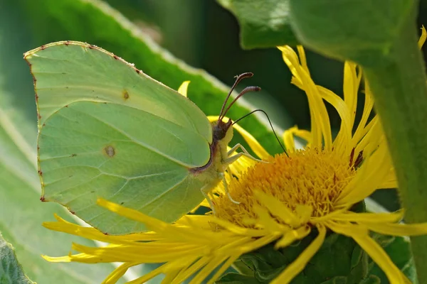 Primer Plano Detallado Sobre Elegante Mariposa Azufre Amarillo Gonepteryx Rhamni — Foto de Stock