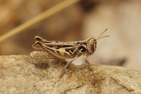 Detailed Closeup Mediterranean Grasshopper Dociostaurus Jagoi Sitting Stone — стокове фото