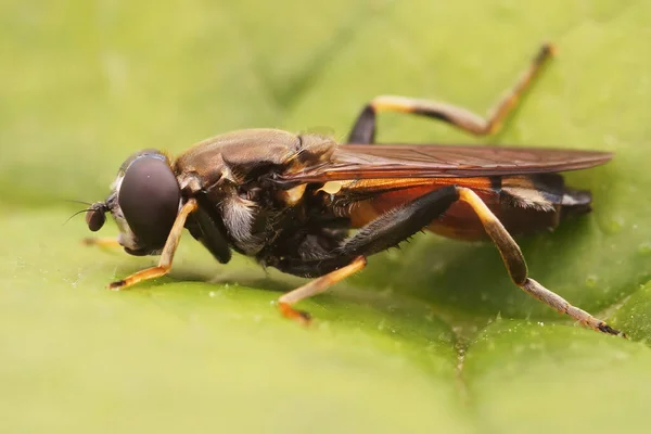 Dettagliato Primo Piano Una Mosca Legno Pigra Xylota Segnis Seduta — Foto Stock