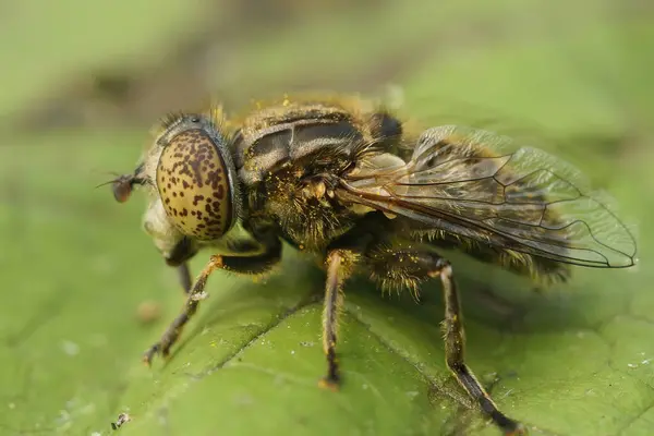Eristalinus Yeşil Bir Yaprağın Üzerinde Oturan Küçük Benekli Gözlü Dronefly — Stok fotoğraf