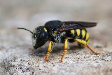Küçük siyah kuyruklu, küçük siyah kuyruklu, yalnız bir erkek arı olan Pseudoanthidium melanurum 'a yakın plan.