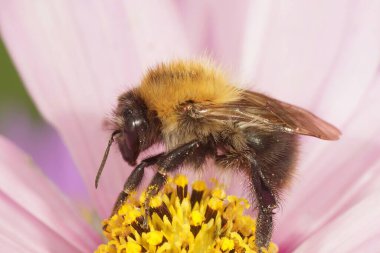 Avrupa ortak kahverengi çizgili kart arısı, pembe bir kozmos çiçeğinin üzerindeki Bombus pascuorum 'a yakın plan.