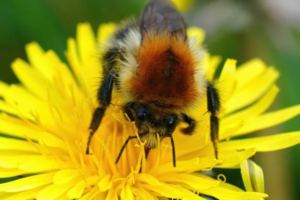 Closeup Detalhada Sobre Abelha Carder Listrada Marrom Comum Europeu Bombus — Fotografia de Stock