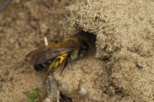 Tehlikede olan dişi madenci Andrena nycthemera 'nın yuvasına girmesi yakındır.