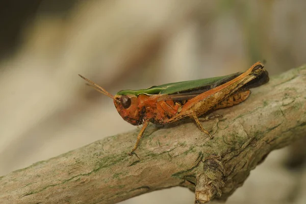 Detailed Closeup Colorful European Woodland Grasshopper Omocestus Rufipes Grasshopper — Stock Photo, Image