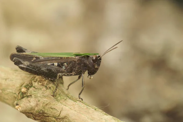 Подробный Крупный План Красочного Европейского Кузнечика Omocestus Rufipes Кузнечика — стоковое фото