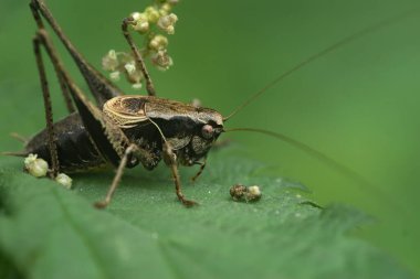 Kahverengi çalılık-cırcır böceği Pholidoptera griseoapter 'in detaylı görüntüsü bahçedeki bitki örtüsünde oturuyor.