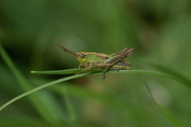 Ortak Avrupa Meadown çekirgesi, Pseudochorthippus parallelus 'a yakın bir çim pipetinde oturuyor.