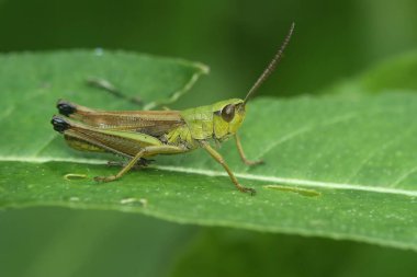 Ortak Avrupa Köfte Çekirgesi, Pseudochorthippus Parallelus 'un yeşil bir yaprağın üzerinde oturmasına yakın çekim