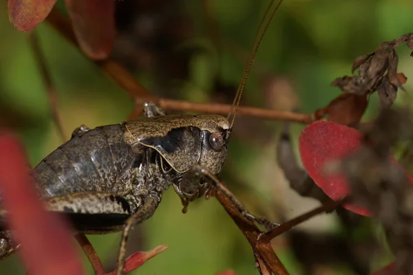 在深褐色的蟋蟀上的详细特写 节肢动物在花园里的植被中栖息 — 图库照片