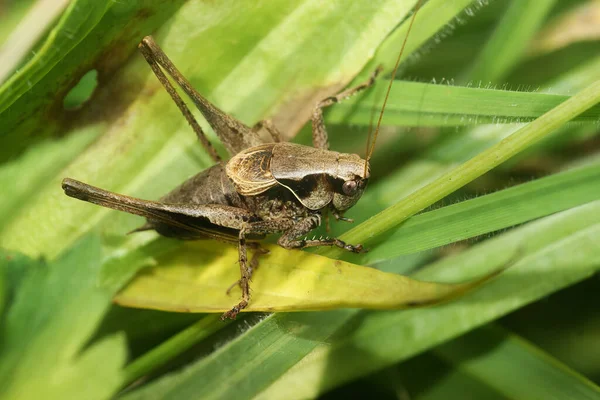 Detailed Close Seup Brown Dark Bush Cricket Pholidoptera Griseoapter Sitting — стоковое фото