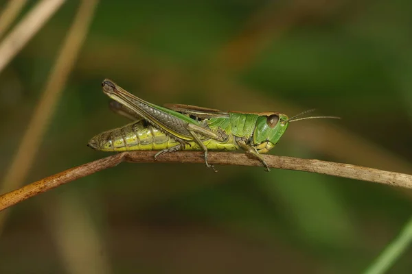 Closeup Common European Meadown Grasshopper Pseudochorthippus Parallelus Sitting Grass Straw — Stock Photo, Image