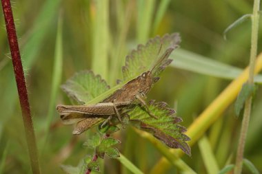 Bitki örtüsünde oturan ve nesli tükenmekte olan Steppe Grasshopper, Chorthippus dorsatus 'a yakın plan.