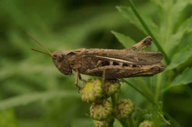 Yetişkin bir Avrupalı Yaylı Çekirge, Korthippus Biguttulus grubunun, bitki örtüsünde otururken çekilmiş yakın plan görüntüleri.