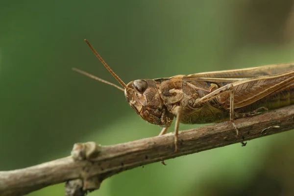 Detaillierte Nahaufnahme Einer Ausgewachsenen Europäischen Bogenheuschrecke Chorthippus Biguttulus Gruppe Die — Stockfoto