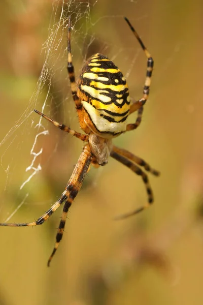 Κάθετη Closeup Ένα Πολύχρωμο Κίτρινο Ριγέ Σφήκα Μιμείται Αράχνη Argiope — Φωτογραφία Αρχείου