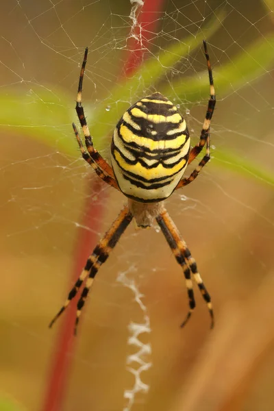 Argiope Bruennichi Nin Ağındaki Örümceği Taklit Eden Sarı Çizgili Dikey — Stok fotoğraf