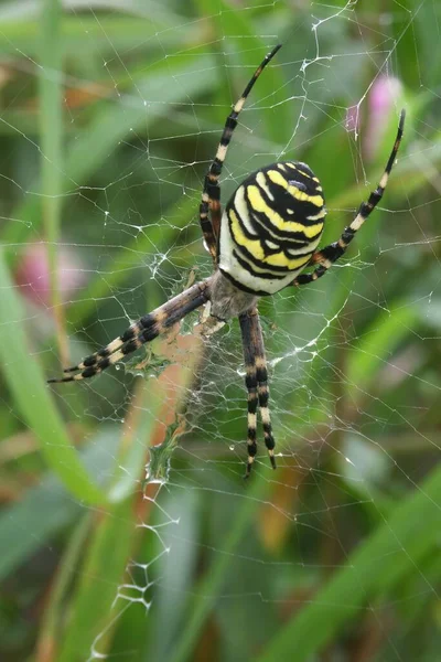 Vertikální Detailní Záběr Barevné Žluté Pruhované Vosy Napodobující Pavouka Argiope — Stock fotografie