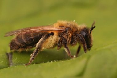 Kıllı, kahverengi, çikolata madencisi dişi arı Andrena Scotica 'nın yakından çekilmiş fotoğrafı.