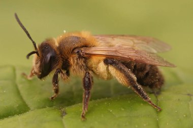 Kıllı, kahverengi, çikolata madencisi dişi arı Andrena Scotica 'nın yakından çekilmiş fotoğrafı.