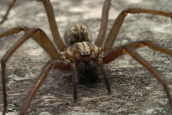 Λεπτομερής Μετωπική Τρομακτική Προσέγγιση Μια Ακίνδυνη Οικιακή Αράχνη Tegenaria Domestica — Φωτογραφία Αρχείου