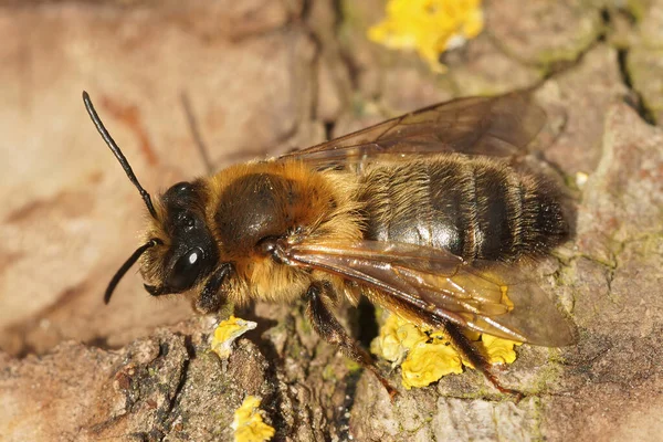 Detaljerad Närbild Lurvig Brun Kvinnlig Choklad Gruva Bee Andrena Scotica — Stockfoto