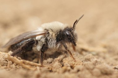 Kumda oturan tüylü, gri sırtlı maden arısı Andrena Vajina 'nın detaylı görüntüsü.