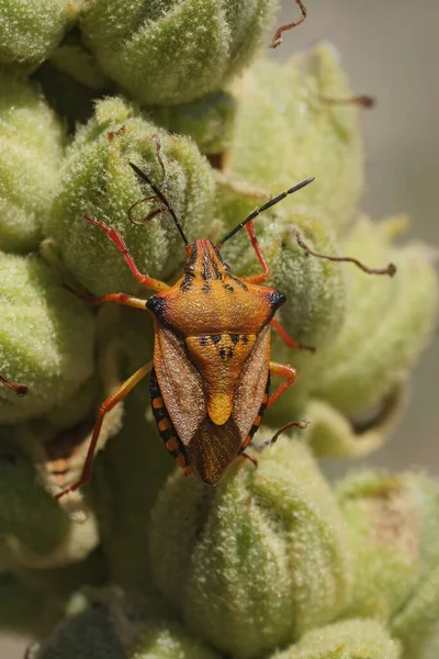 Gedetailleerde Verticale Close Een Cvolorful Oranje Mediterrane Shiedl Bug Carpocoris — Stockfoto