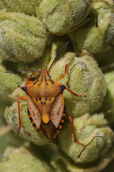 Detailní Vertikální Detailní Záběr Cvolorful Orange Mediterranean Shiedl Bug Carpocoris — Stock fotografie