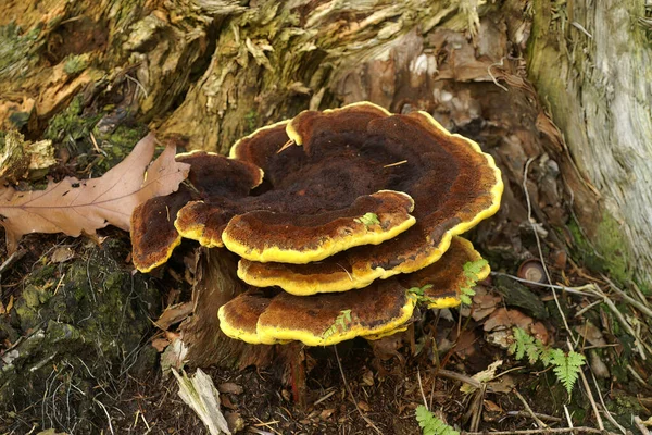 森林地面上的Phaeolus Schweinitzii是一种褐色和黄色天鹅绒顶部的真菌 — 图库照片