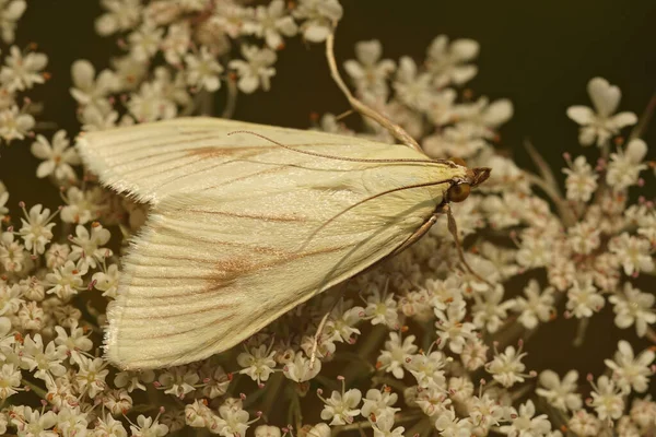 Detailní Záběr Malé Bílé Mrkvové Semínko Můry Sitochroa Palealis Sedí — Stock fotografie