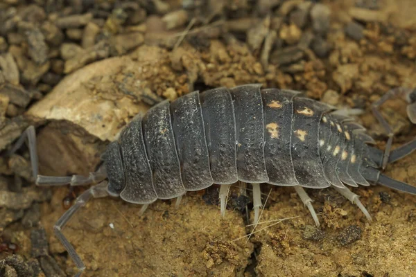 Endülüs Teki Gri Spanyol Tespih Böceği Porselen Ornatus Detaylı Görüntüsü — Stok fotoğraf
