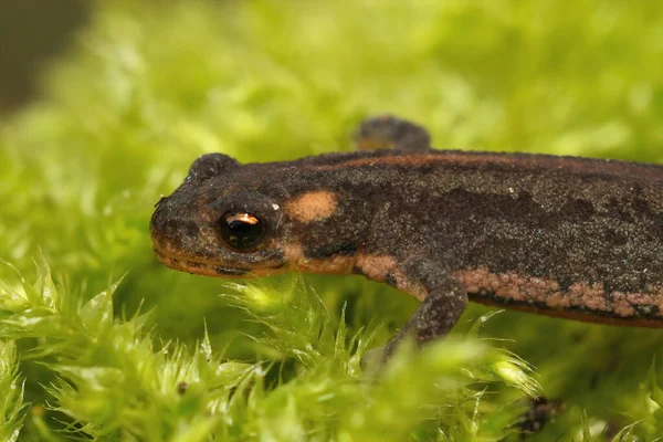 Detailed Closeup Terrestrial Younvenile Northern Banded Newt Ommatotritotn Ophryticus — стокове фото