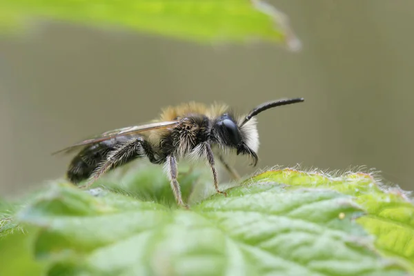 Küçük Sallow Maden Arısı Andrena Praecox Yeşil Bir Yaprağın Üzerinde — Stok fotoğraf