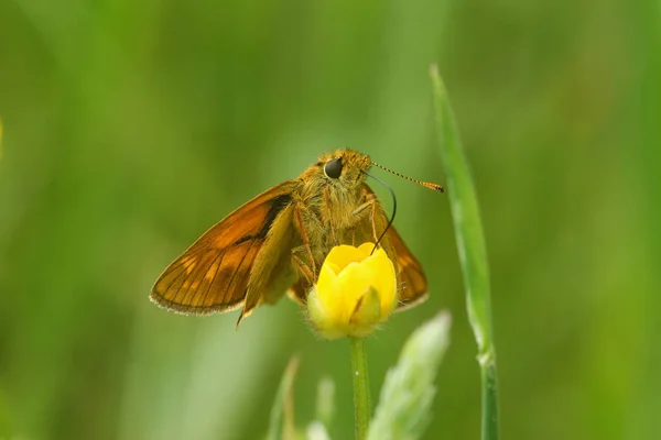 Closeup Frontal Natural Uma Borboleta Grande Europeia Ochlodes Sylvanus Sentado — Fotografia de Stock