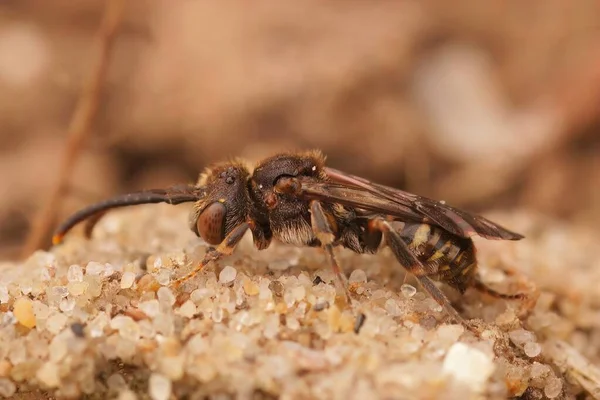Detaljerad Närbild Hona Den Lilla Kleptoparasit Sheppards Nomad Bee Nomada — Stockfoto
