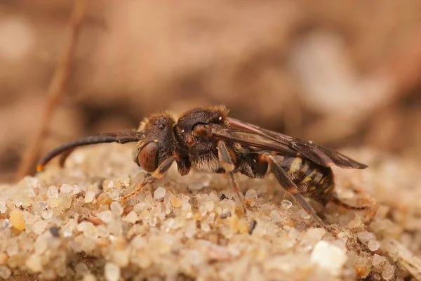 Closeup Detalhada Uma Fêmea Pequeno Cleptoparasita Sheppards Nomad Abelha Nomada — Fotografia de Stock