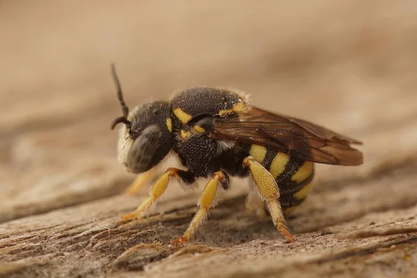 Gros Plan Détaillé Sur Abeille Solitaire Mignonne Petite Jaune Mâle — Photo