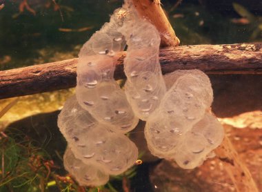 Japon endemik Hokkaido semenderi Hynbobius Retdatus 'un yumurta kesesine yakın plan.