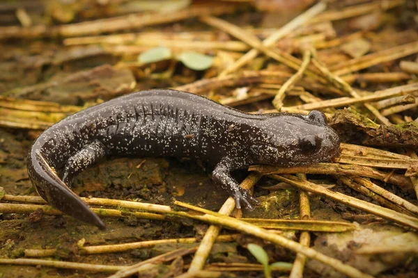 Детальний Склад Темній Рідкісній Японській Стороні Ishizuchi Endemic Streamside Salamander — стокове фото