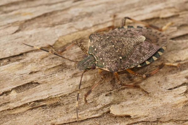 Asya Istilacı Kahverengi Kokulu Böcek Halyomorpha Halys Avrupa Abd Tarımsal — Stok fotoğraf