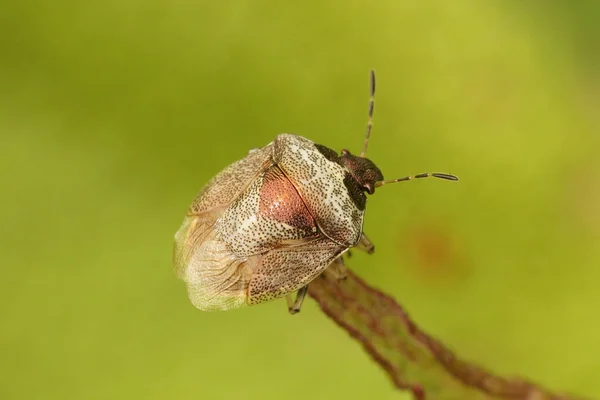 Woundwort Shieldbug 아이사 코리스 Eysarcoris Venustissimus 배경에 청동으로 접어든 — 스톡 사진