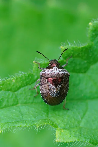 Részletes Függőleges Közelkép Egy Felnőtt Sloe Bug Dolycoris Baccarum Egy — Stock Fotó