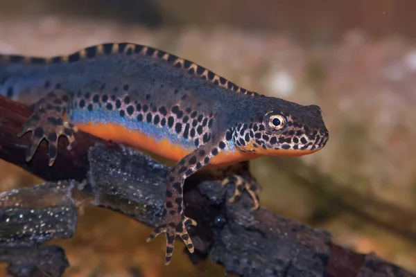 Close Een Aquatische Kleurrijke Blauwe Mannelijke Alpiene Salamander Ichthyosaura Alpestris — Stockfoto