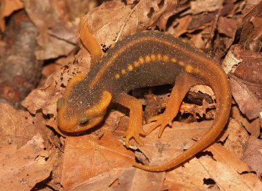 Closeup on a colorful orange juvenile Burmese Crocodile newt, Tylototriton verrucosus, sitting on dried leafs clipart