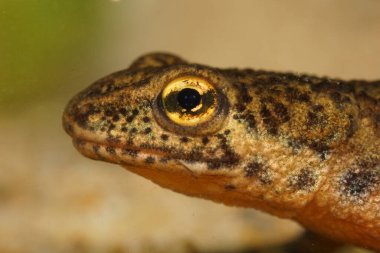 Yetişkin Avrupalı Crpathian semenderi Lissotriton Montandoi 'nin kafası ve parlak sarı gözü.