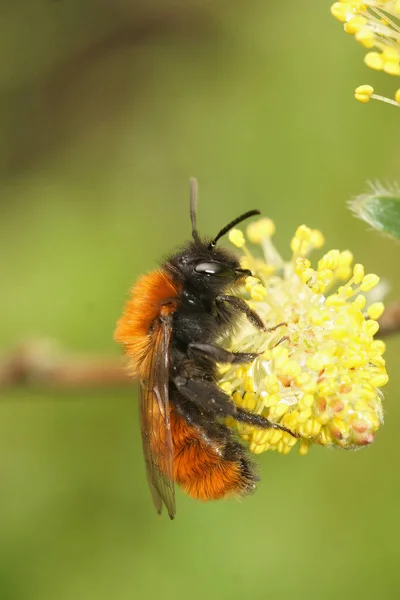 Closeup Colorful Female Red Tawny Mining Bee Andrena Fulva Eating — Stock Photo, Image